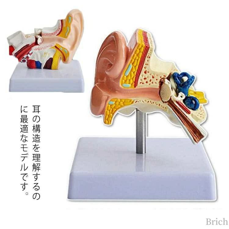人体模型 教学用 研究 説明 教材 学習 用 標本 実験 医療 解剖 図鑑 医学 人体模型シリーズ 医師 医学生