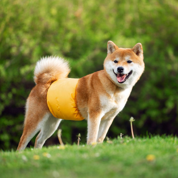 犬用 マナーベルト マナーバンド 生理用 トイレ用品 おむつカバー オシッコ対策 マナーウェア 男の子 尿もれ マーキング防止 犬服 いぬ用