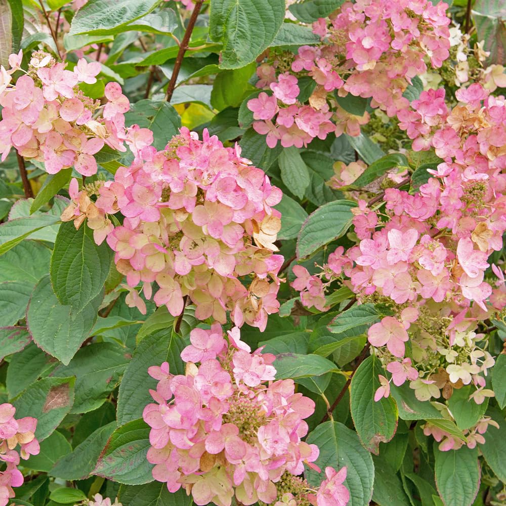 ITANSE ハイドランジア プチチェリー 3号 2個セット 花木苗 落葉低木 コンパクト ピラミッドアジサイ ノリウツギ 白から赤 育てやすい|HRテクノロジーズ店