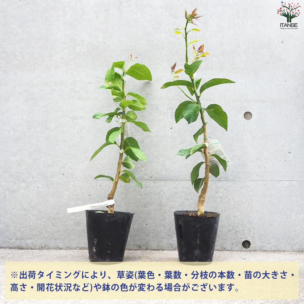 ITANSE レモンの苗木 瀬戸内レモン 15cmポット【品種で選べる果樹苗/1~2年生 接木苗/1個売り】|HRテクノロジーズ店