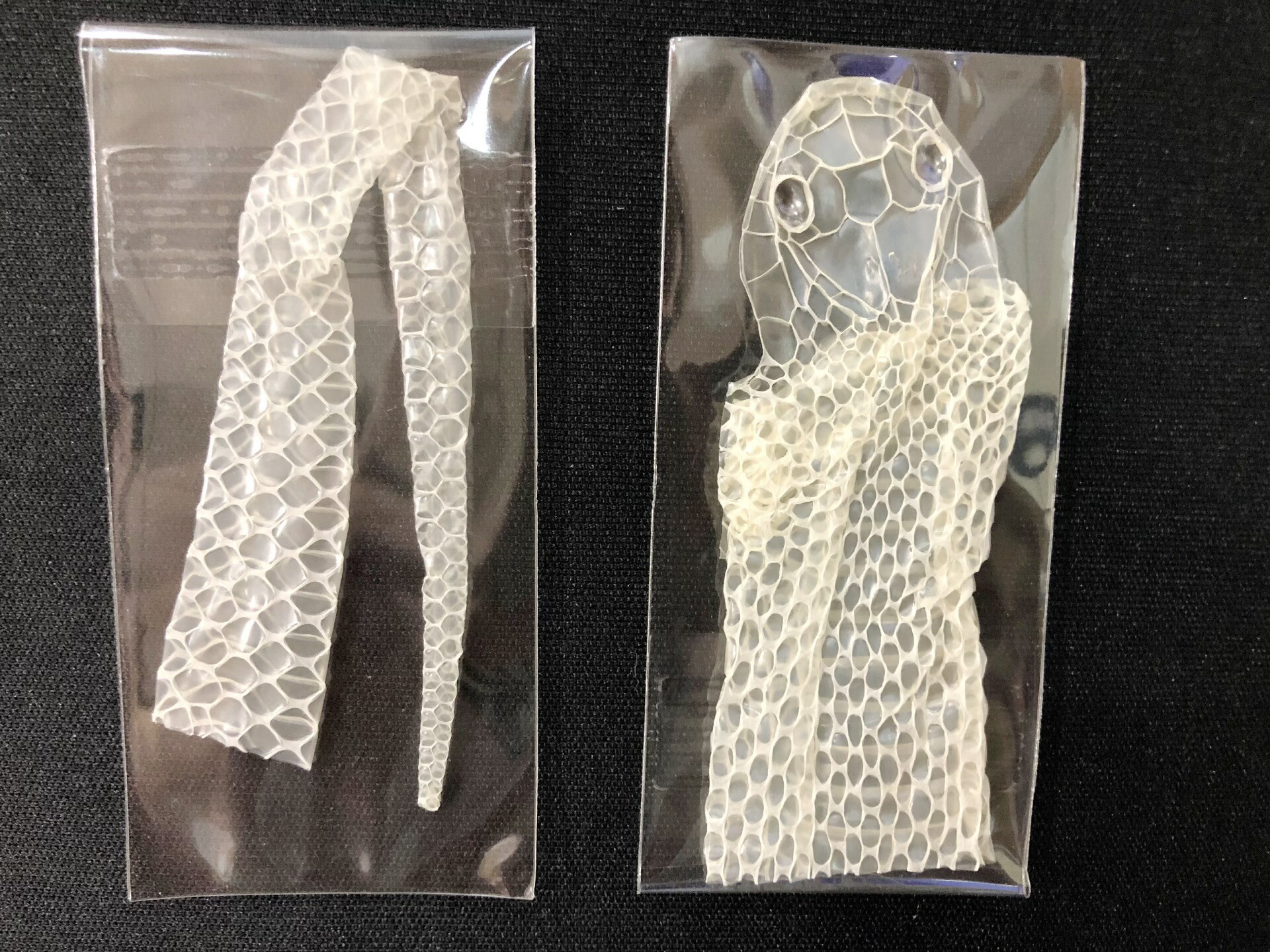 楽天市場 頭 白蛇 抜け殻 白ヘビ 開運 １個 抜殻 しろへび 風水 金運アップ 祈願済み 白へび 蛇 抜殻 縁起物 本物 年末ジャンボ 宝くじ 脱殻 金運 開運 お金 金 浄化神社 お金 100万円 パワー 浄化 一粒万倍日 天赦日 寅の日 巳 お守り