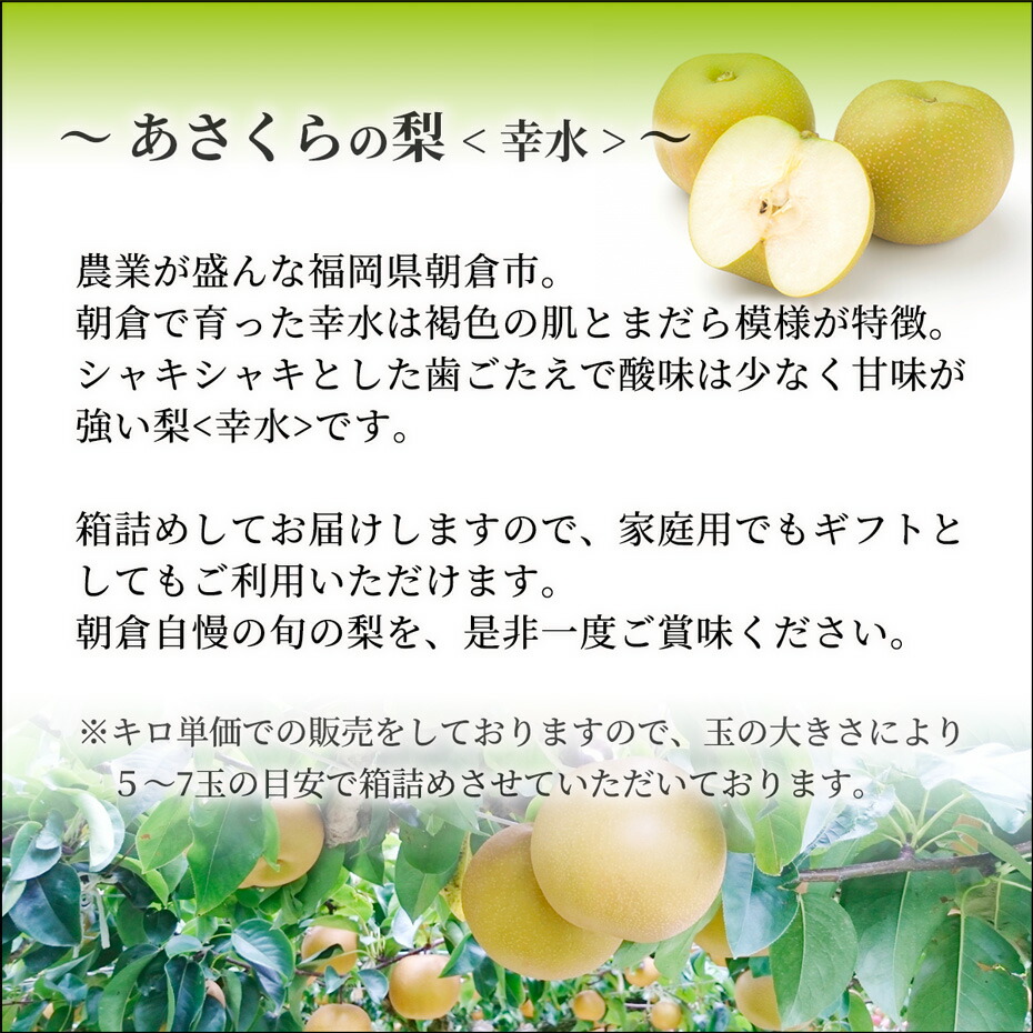 楽天市場 幸水梨 梨 福岡県産 果物 朝倉産梨 産地直送期間限定 博多魚匠