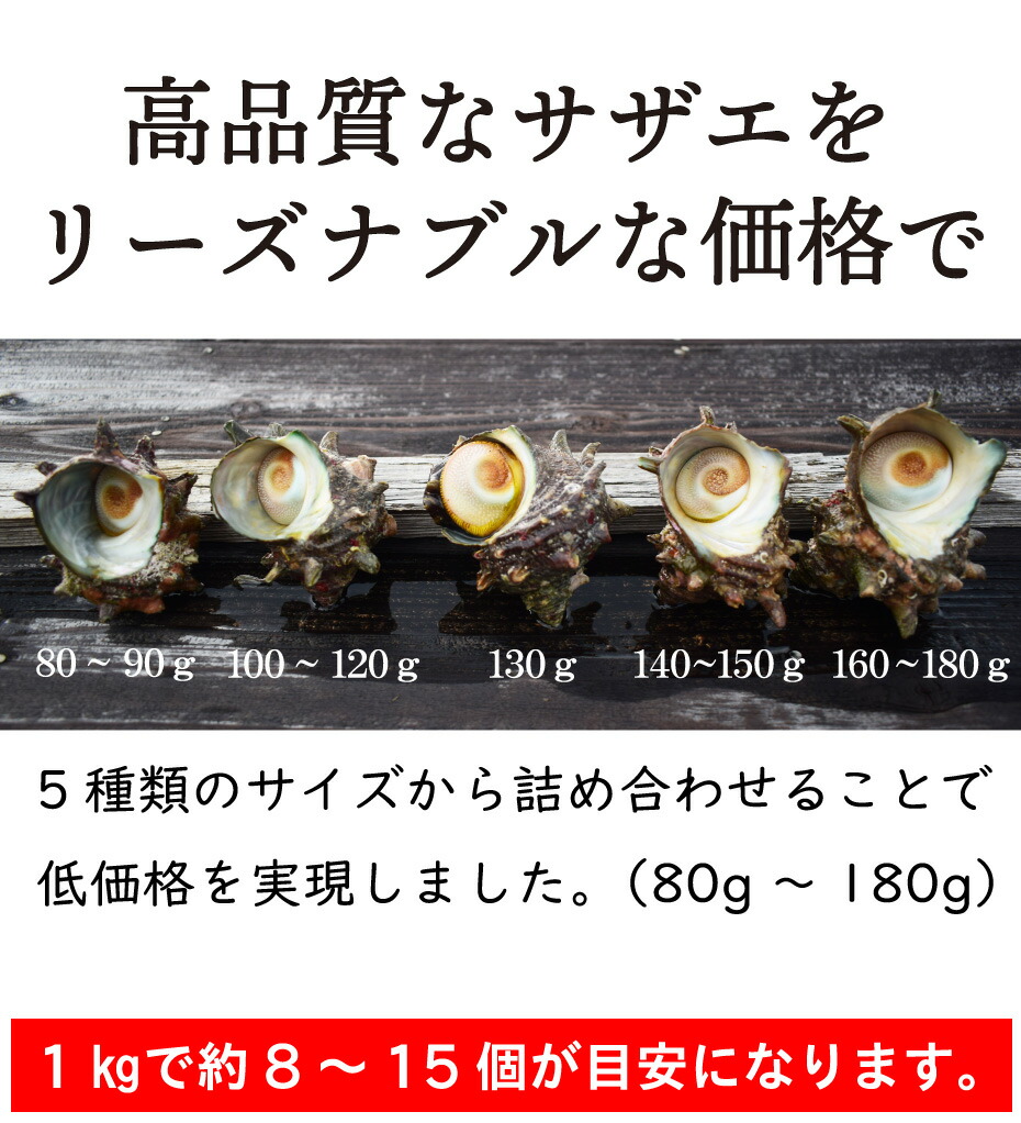 市場 活サザエ 刺身 8〜15個 冷蔵 天然 1kg 鮮度抜群 ビールに合う 海産物