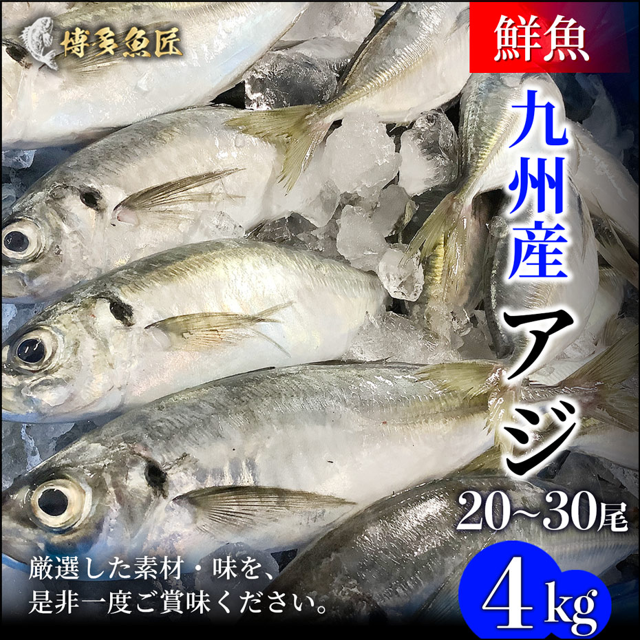 九州産み 飾らずに真情扇情 4kg 1匹辺近処 0g 300g前後 証券業界直送 鮮魚 鯵 刺身 アジハエ 海産物質 海鮮 お取り寄せ お手持部分 Vned Org