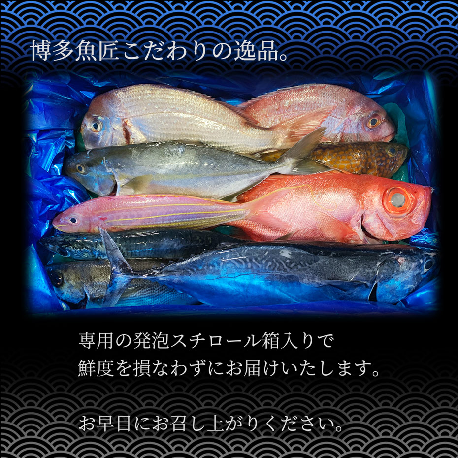 生まれ付きととひとまとまり 松 鮮魚 詰め合わせ 福岡 九州 刺身 ハイクオリティ魚 およそ9分類 10 15人前 海産物 海鮮 お取り寄せ美食家 Juanmarianaveja Com