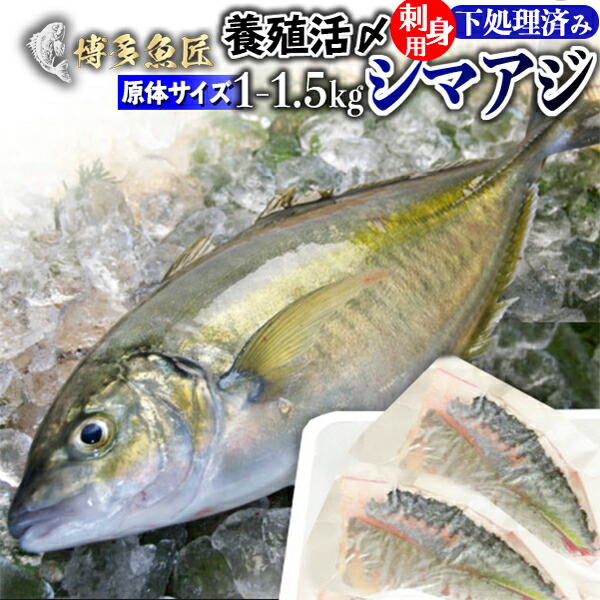 楽天市場 シマアジ 刺身 フィレ 食べ物 冷蔵 1kg 1 5kg 九州 鮮魚 活〆 贈答用 海産物 海鮮 おつまみ お取り寄せグルメ 九州 土産 お土産 博多魚匠