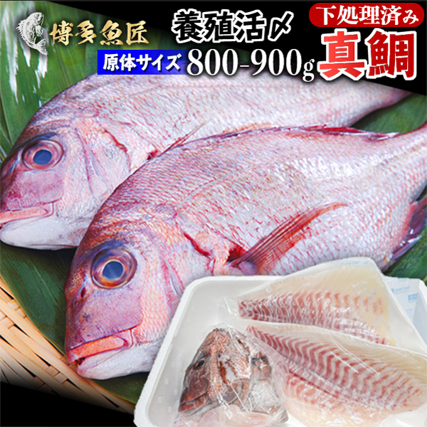 鯛 刺身 フィレ 3枚卸約400g～約500g スキン(皮無)約280g～約315g 原体1kg弱 冷蔵 九州 鮮魚 養殖タイ 活〆 お食い初め 海産物 お取り寄せグルメ 九州 土産 お土産 もらって 嬉しい ギフト グルメ 父の日
