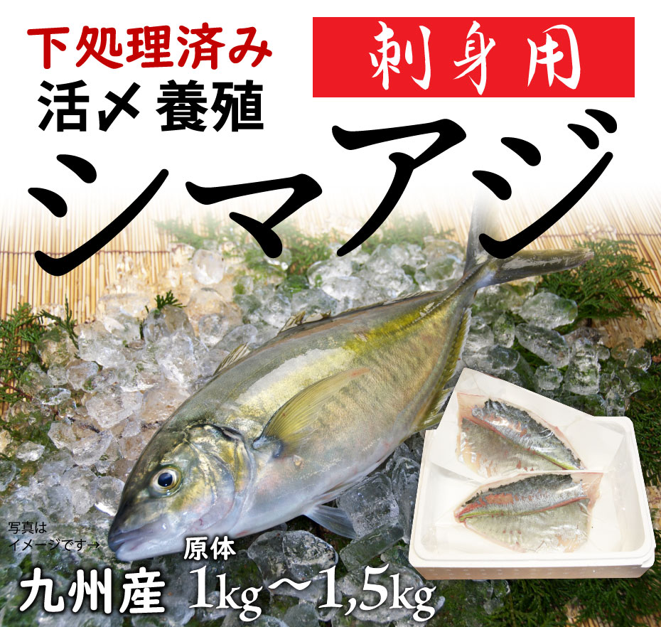 楽天市場 シマアジ 刺身 フィレ 食べ物 冷蔵 1kg 1 5kg 九州 鮮魚 活〆 贈答用 お歳暮 海産物 海鮮 おつまみ お取り寄せグルメ 九州 土産 お土産 博多魚匠