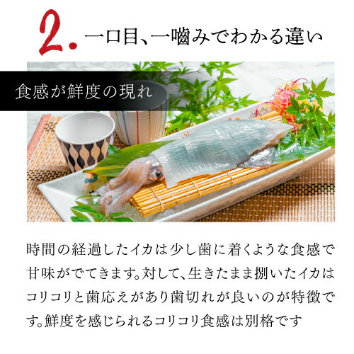 市場 P5倍 イカ いか 剣先イカ 2杯 烏賊 セット 剣先いか 約150g 180g お刺身 玄界灘産 2杯 イカの姿造り お取り寄せ