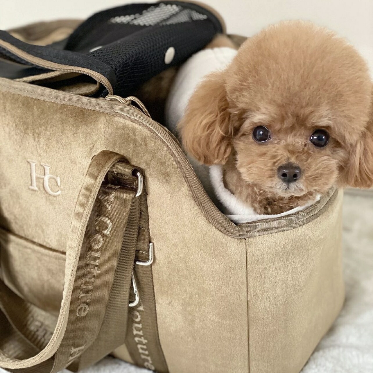 市場 Snsで話題沸騰 ロゴトート ペットキャリー ペットバッグ キャリーバッグ ペット用 ペットキャリーバッグ 市場 Snsで話題沸騰 ロゴトート ペットキャリー ペットバッグ キャリーバッグ ペット用 ペットキャリーバッグ