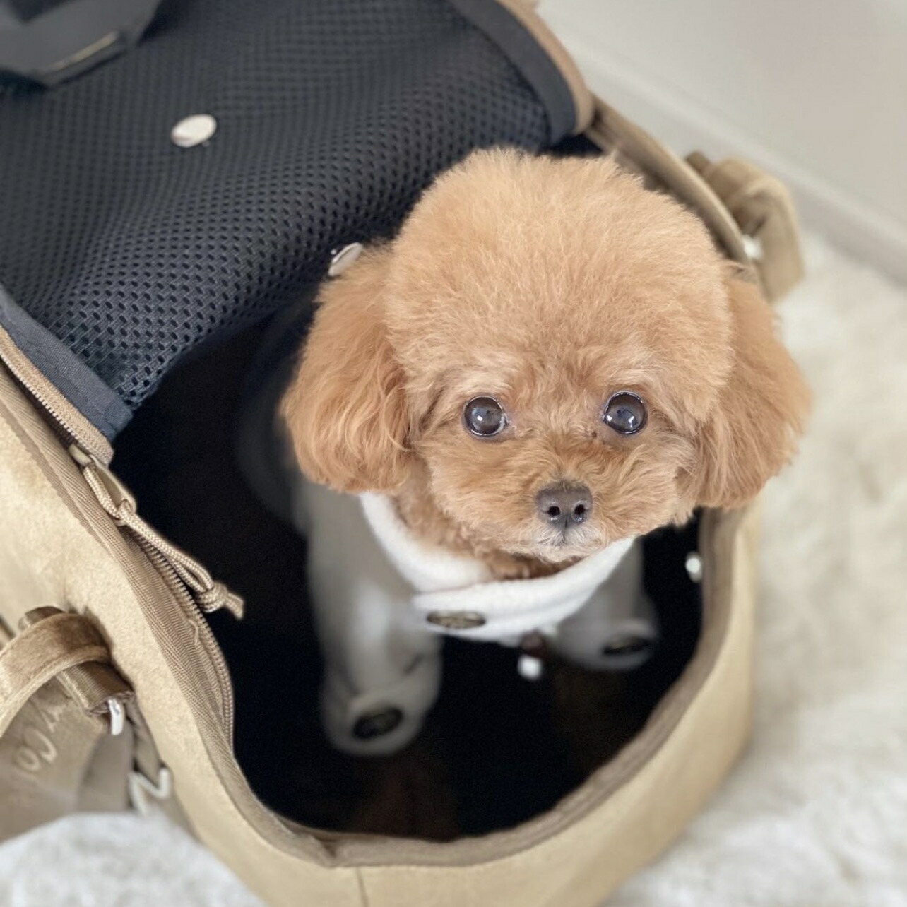 市場 Snsで話題沸騰 ロゴトート ペットキャリー ペットバッグ キャリーバッグ ペット用 ペットキャリーバッグ 市場 Snsで話題沸騰 ロゴトート ペットキャリー ペットバッグ キャリーバッグ ペット用 ペットキャリーバッグ