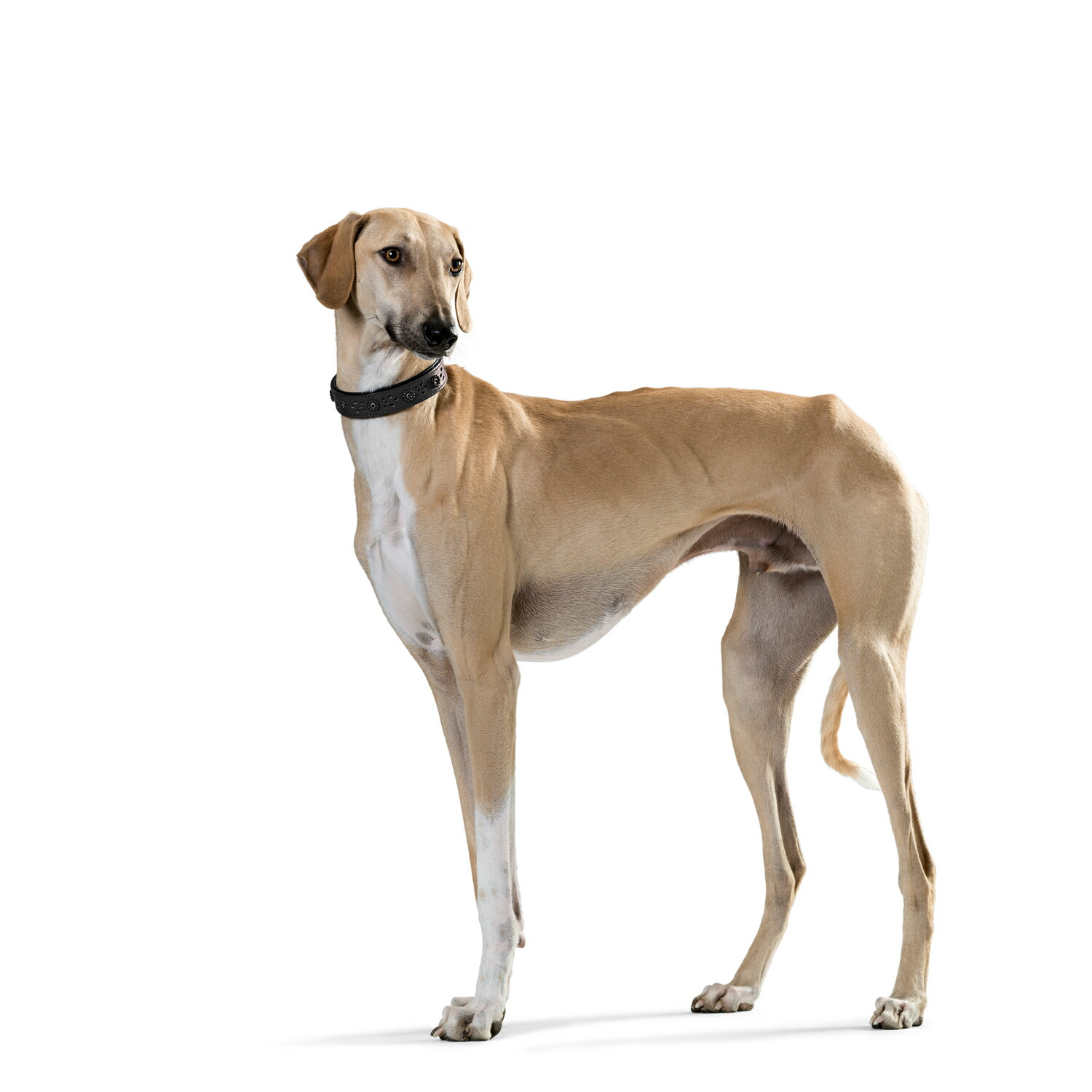 ハンター 犬用 ヴァージニアローズ 首輪