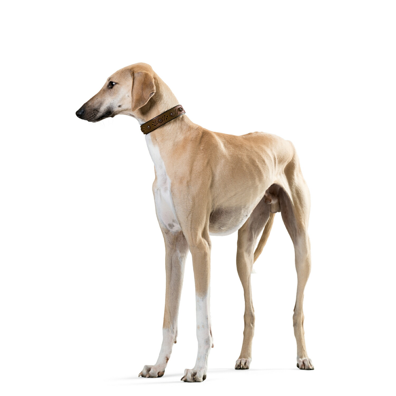 ハンター 犬用 首輪 ヴァージニアローズ