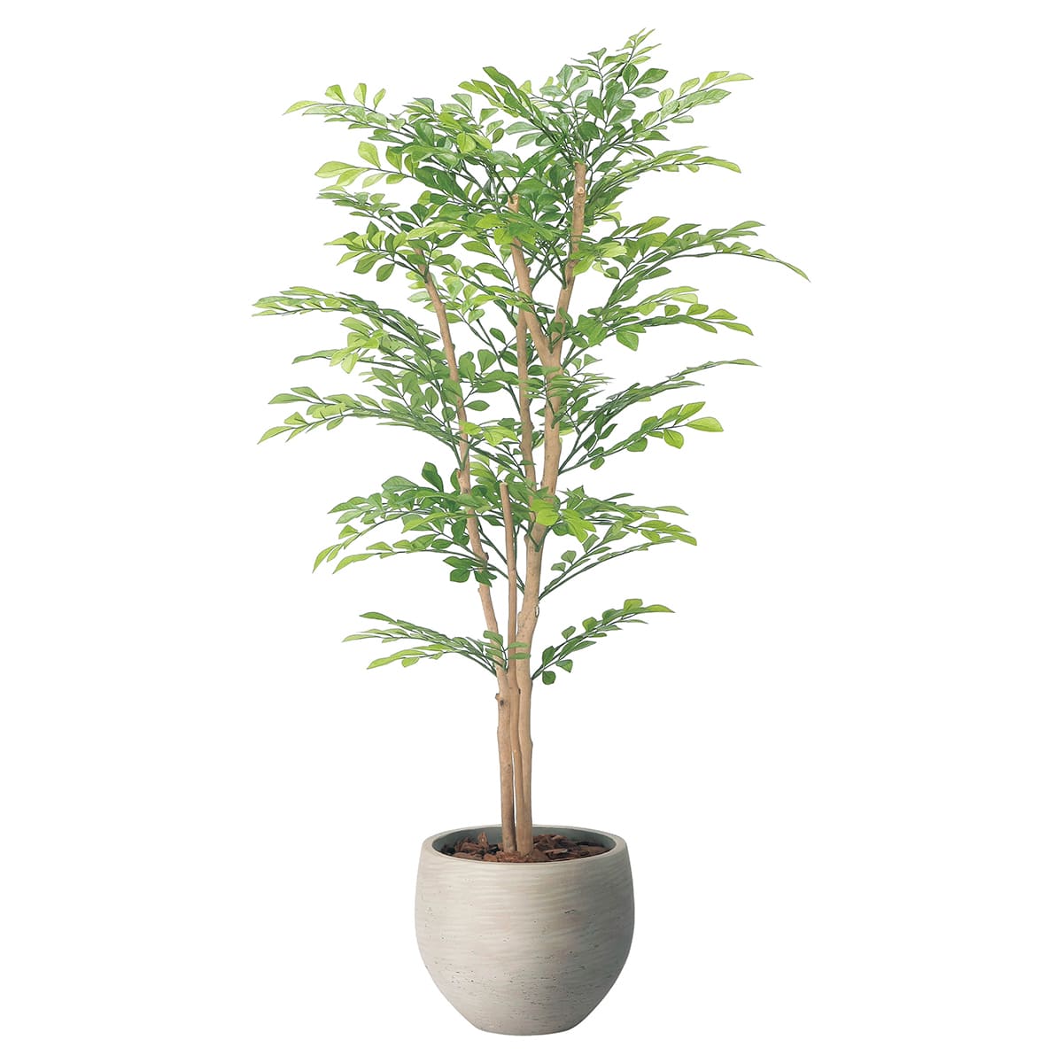 法人様限定 人工観葉植物 フェイクグリーン ナチュラルライトトネリコ1.1 2410R280 アートクリエイション｜ハストネット店