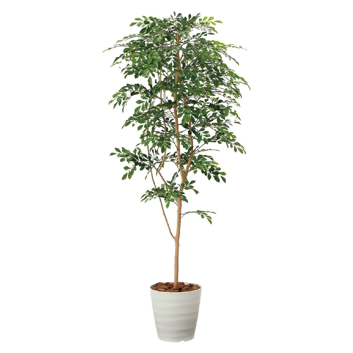 法人様限定 人工観葉植物 フェイクグリーン G-TN18 トネリコ1.8 弘益