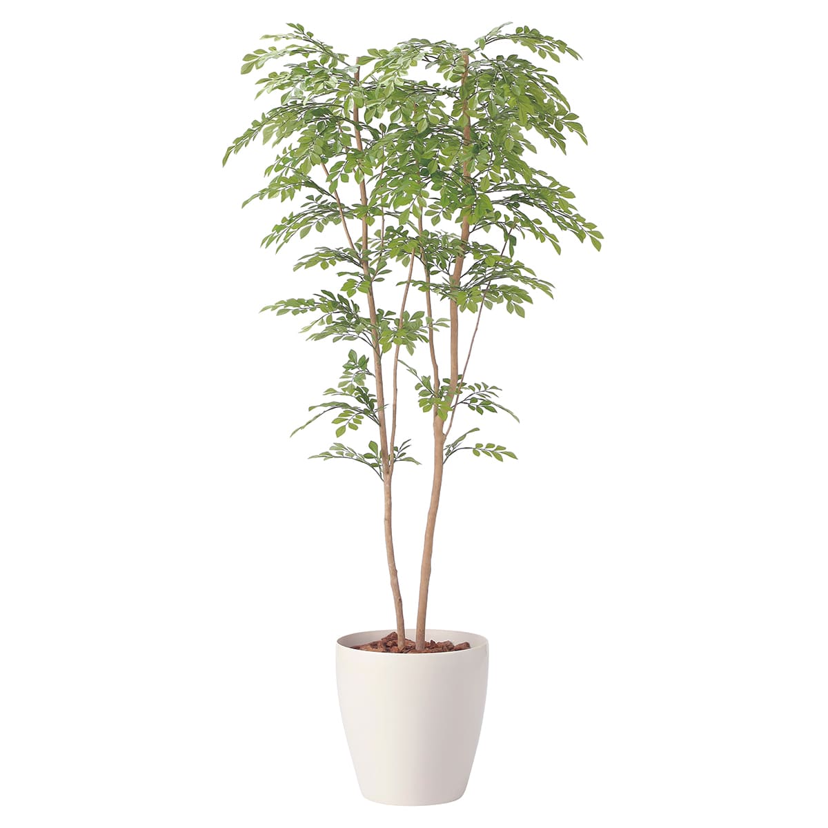 法人様限定 人工観葉植物 フェイクグリーン ライトトネリコ1.8 2413P470 アートクリエイション｜ハストネット店