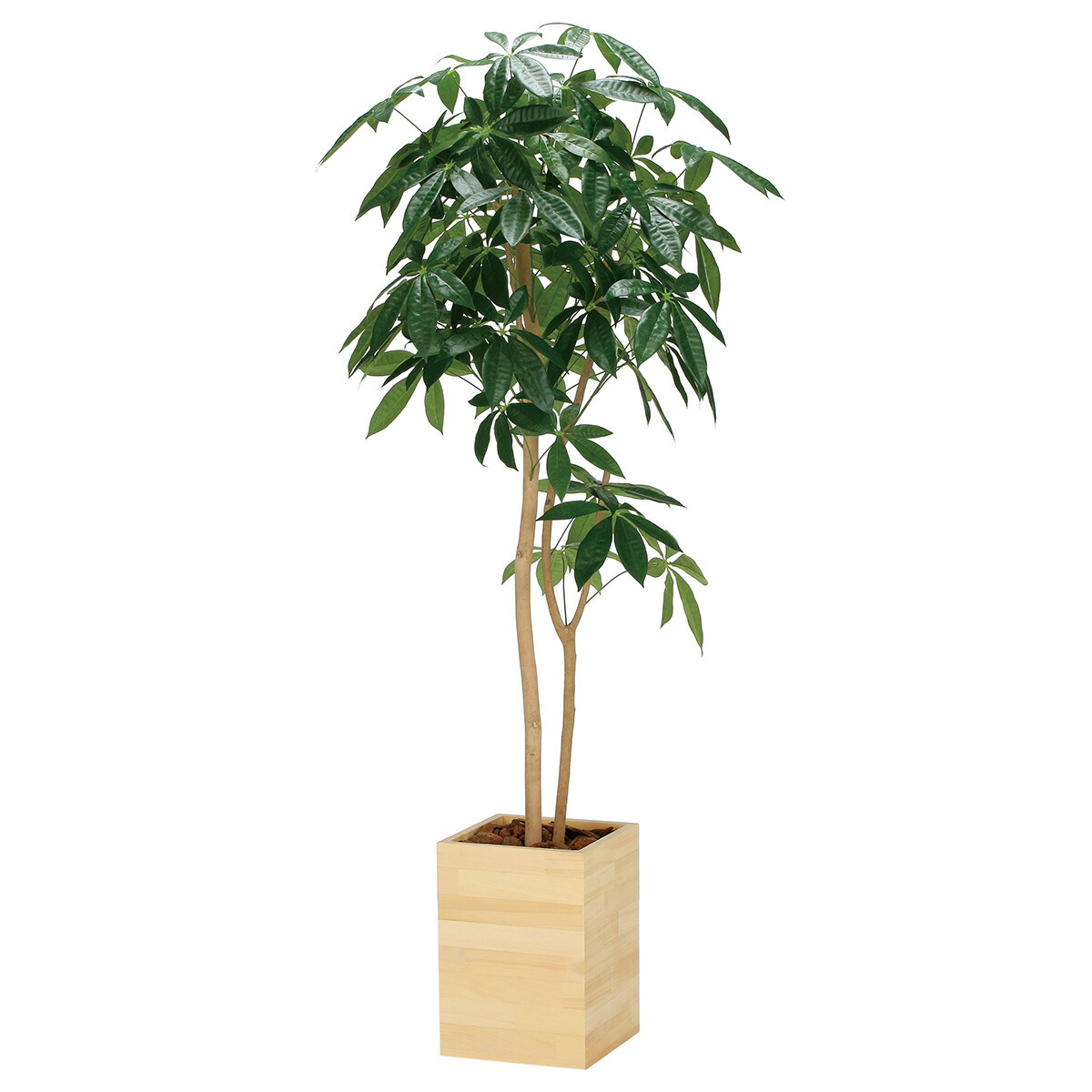 法人様限定 人工観葉植物 フェイクグリーン ウッドボックスパキラ1.6 2309R450 アートクリエイション