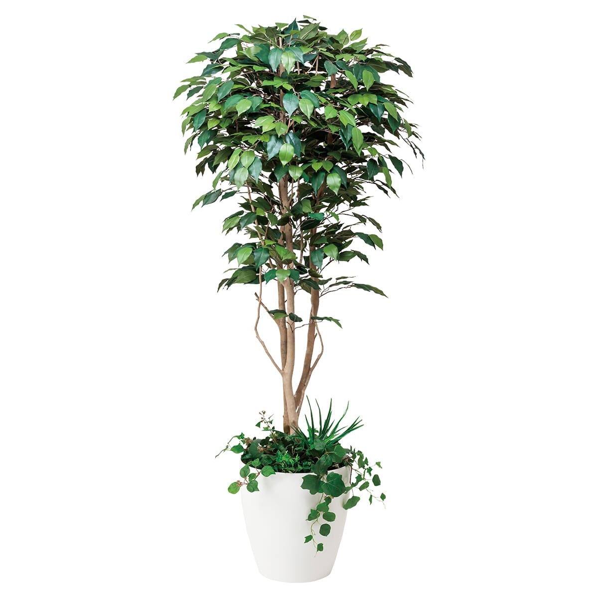 法人様限定 人工観葉植物 フェイクグリーン フィカスベンジャミン1.8 植栽付 508F500 アートクリエイション