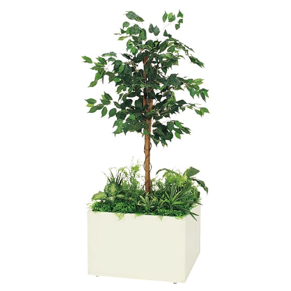 法人様押さえる 人工観葉草木 フェイクグリーン 寄せ植えプランター フィカスベンジャミン H1600 GR5028 ベルク