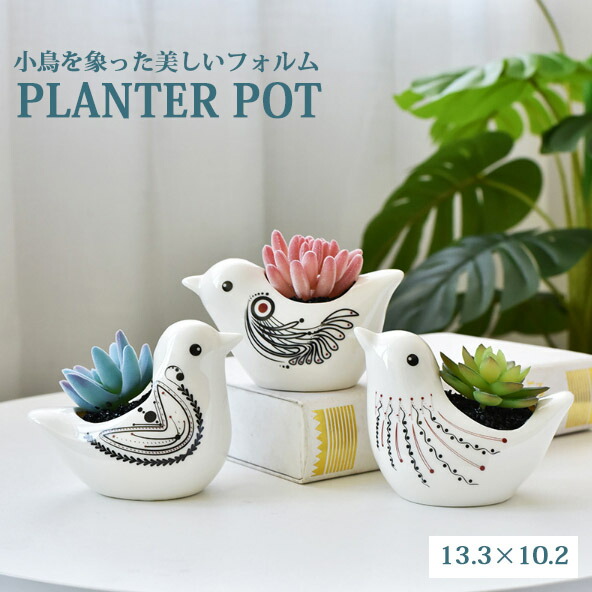 美形。リトルジェム1.0M(鉢底から) 美形。リトルジェム1.0M(鉢底から)