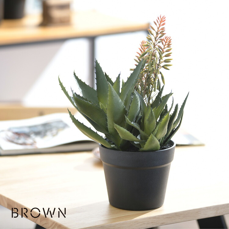 【週末祝も送りとどける】 Brown. 赤銅色 アロエ サクラ色花 ポット  992480  観葉草木 フェイクグリーン 室内装飾緑であること 卓上 ミニ 多肉 多肉植物 鉢 今めかしい ボタニカル 緑であること見せびらかす リビング 部屋の入り口 喫茶店 バス発着場  【貨物輸送無料】