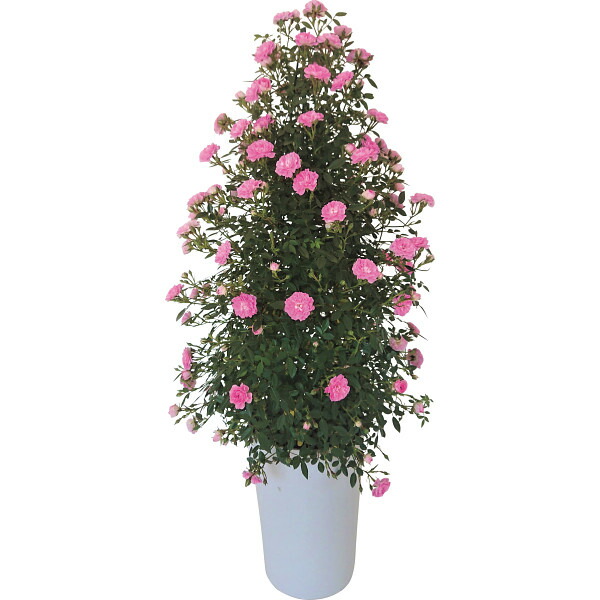 注目ブランド 母の日 プレゼント ギフト 舞姫 Maihime 薔薇スタンド仕立て 生花 産地直送 保証付き メッセージカード付 21 年 人気 プレゼント ランキング おすすめ 母 妻 祖母 義母 姑 60代 70代 80代 お母さん 通販 実用的 Flower Gift Mother S Day Hsd 最安値