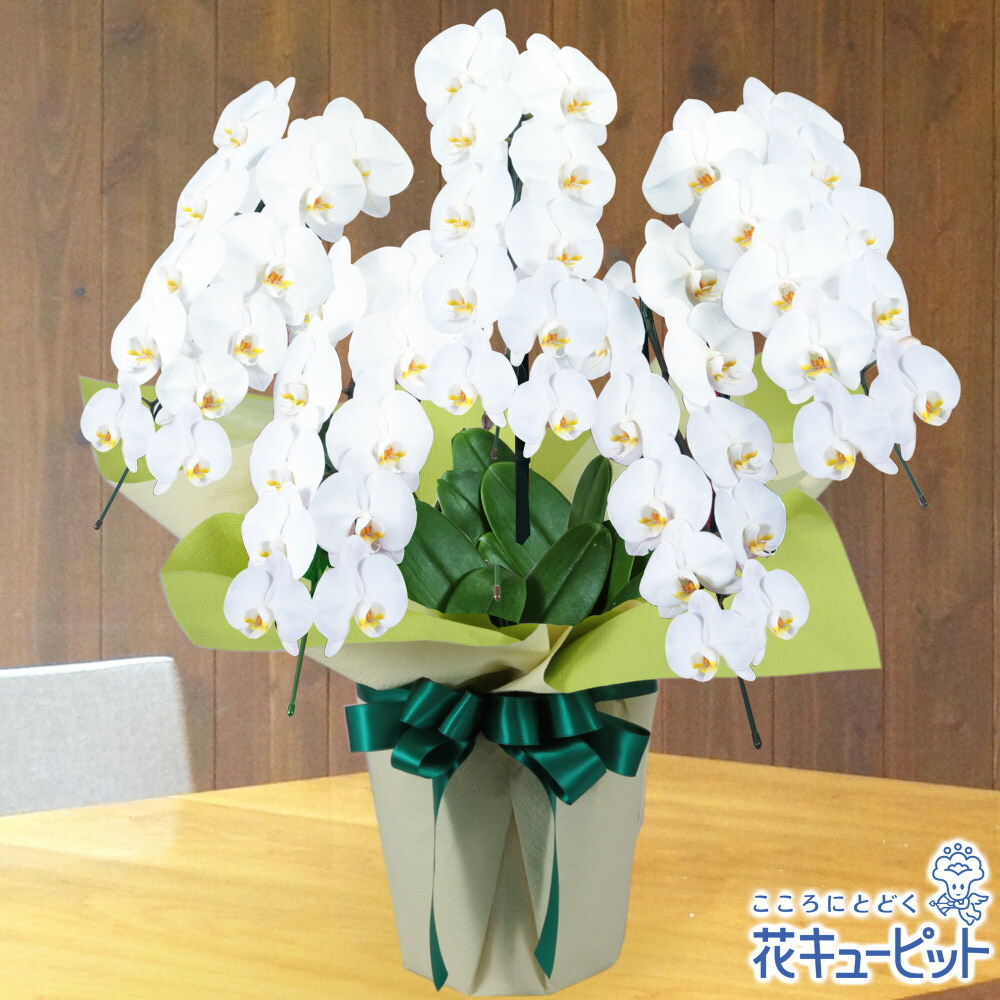 最盛期キュー縦穴 おトレー お奉呈チョウラン 5巻き立 振るうホイール白50以上 Mk00 新盆 初盆 供花 お悔み お供え 仏前に長くかざり付ける一件が可能 日持ちの好胡蝶蘭です Petalfresh Com