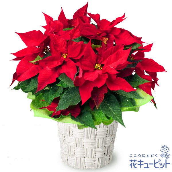 花キューピット【クリスマスフラワー】ポインセチア鉢mm00,511772 プレゼント ギフト お祝い 誕生日 感謝 記念日 Xmas|インターネット花キューピット