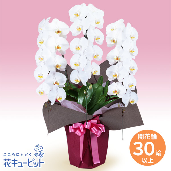【花鉢（夢見鳥蘭・洋蘭）】花キューピット 祝賀会 祝する日 一緒になる 生み出すこと 送別 開店 開業 開けはなし 夢見鳥蘭 3本立（花めく輪白30以上）さくら色系ラッピングhd00-512530