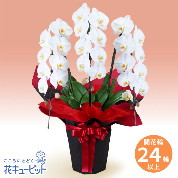 90 以上節約 新築引っ越し祝い 花 ギフト 移転 記念 お祝い プレゼント花キューピットの胡蝶蘭 3本立 開花輪白24以上 赤系ラッピングyg00 Fucoa Cl