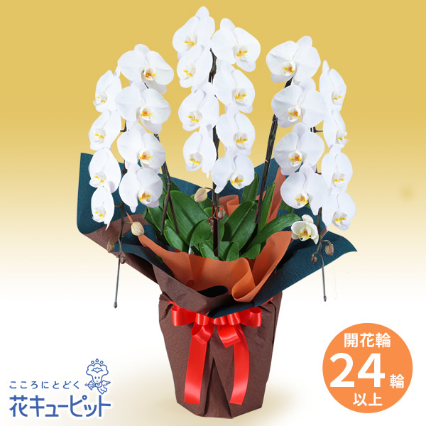 【花鉢（胡蝶蘭・洋蘭）】花キューピット お祝い 記念日 結婚 出産 送別 開店 開業 オープン 胡蝶蘭 3本立（開花輪白24以上）オレンジ系ラッピングhd00-512539