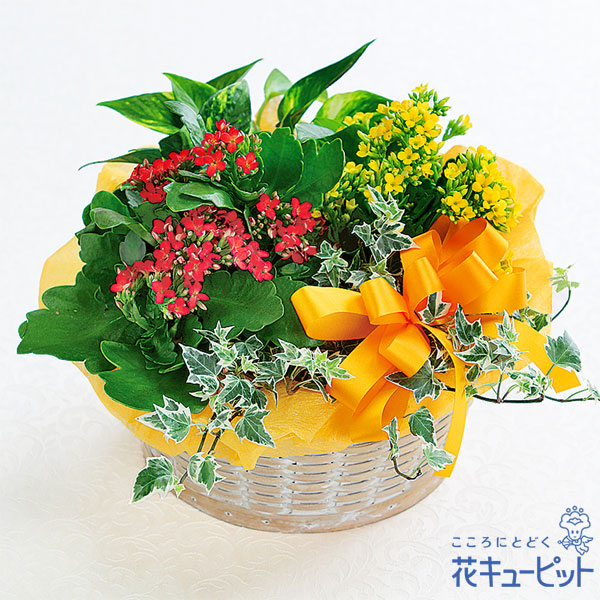 敬老の日フラワー 21年 お祝い 記念日 おじいちゃん おばあちゃん 祖父 祖母 感謝 長寿祝い 古希 喜寿 傘寿 卒寿 60代 70代 80代 花キューピットのカランコエの寄せ鉢ml10yr 5266 Amedf Com Br