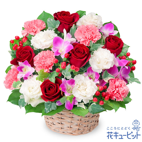 [今季注目 【即日発送】 ] MJG557TODQK (MJG557TODQK)