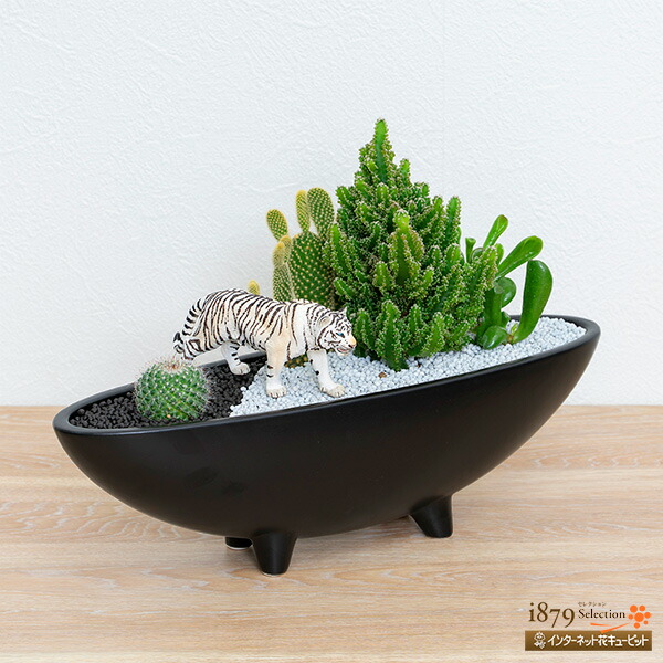 楽天市場】【産直 サボテン・多肉植物】花キューピット インテリア