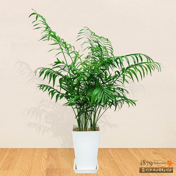産直 観葉植物 通年 鉢 御祝 開店祝 開業祝 新築祝 引っ越し祝い 結婚祝 新生活 シンプル インテリア花キューピットのテーブルヤシ 白鉢 Sk09 Marcsdesign Com