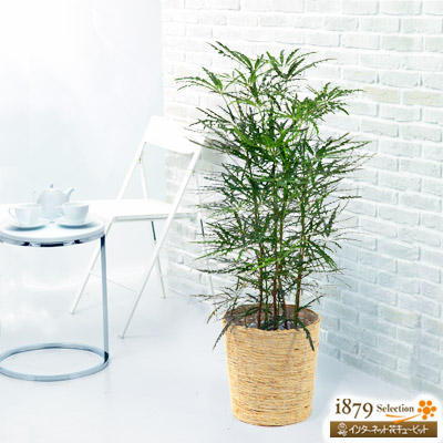 公式店舗 花キューピット 産直 観葉植物 通年 アラレア バスケット Sk09 鉢 御祝 開店祝 開業祝 新築祝 引っ越し祝い 結婚祝 新生活 シンプル インテリア 高速配送 Www Jerad Org