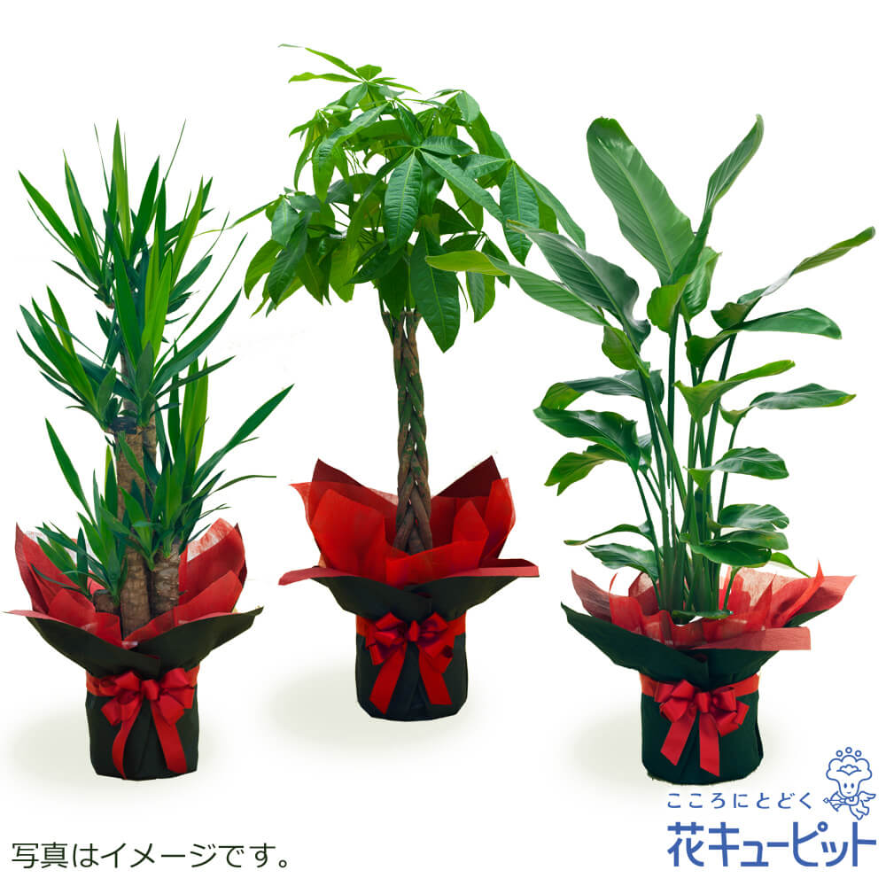 【おフローリストさんがお届け！観葉草木】花キューピット 室内装飾 緑であること 鉢植え 今めかしい 差し上げ物 差し上げ物 祝賀会 開店 観葉草木（おまかせ）ddg00-kanyou08