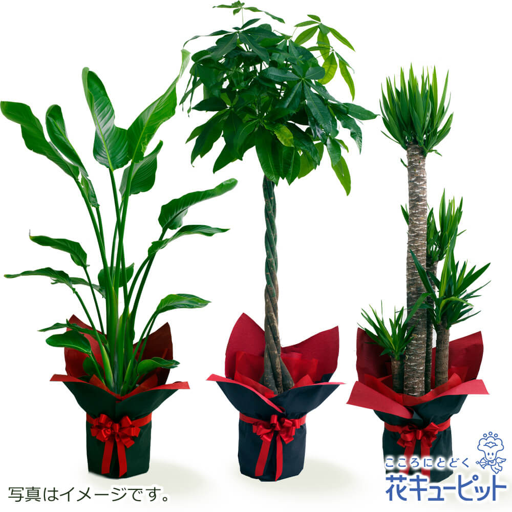 【おフローリストさんがお届け！観葉草木】花キューピット 室内装飾 緑であること 鉢植え 今めかしい 差し上げ物 差し上げ物 祝賀会 開店 観葉草木（おまかせ）ddg00-kanyou15