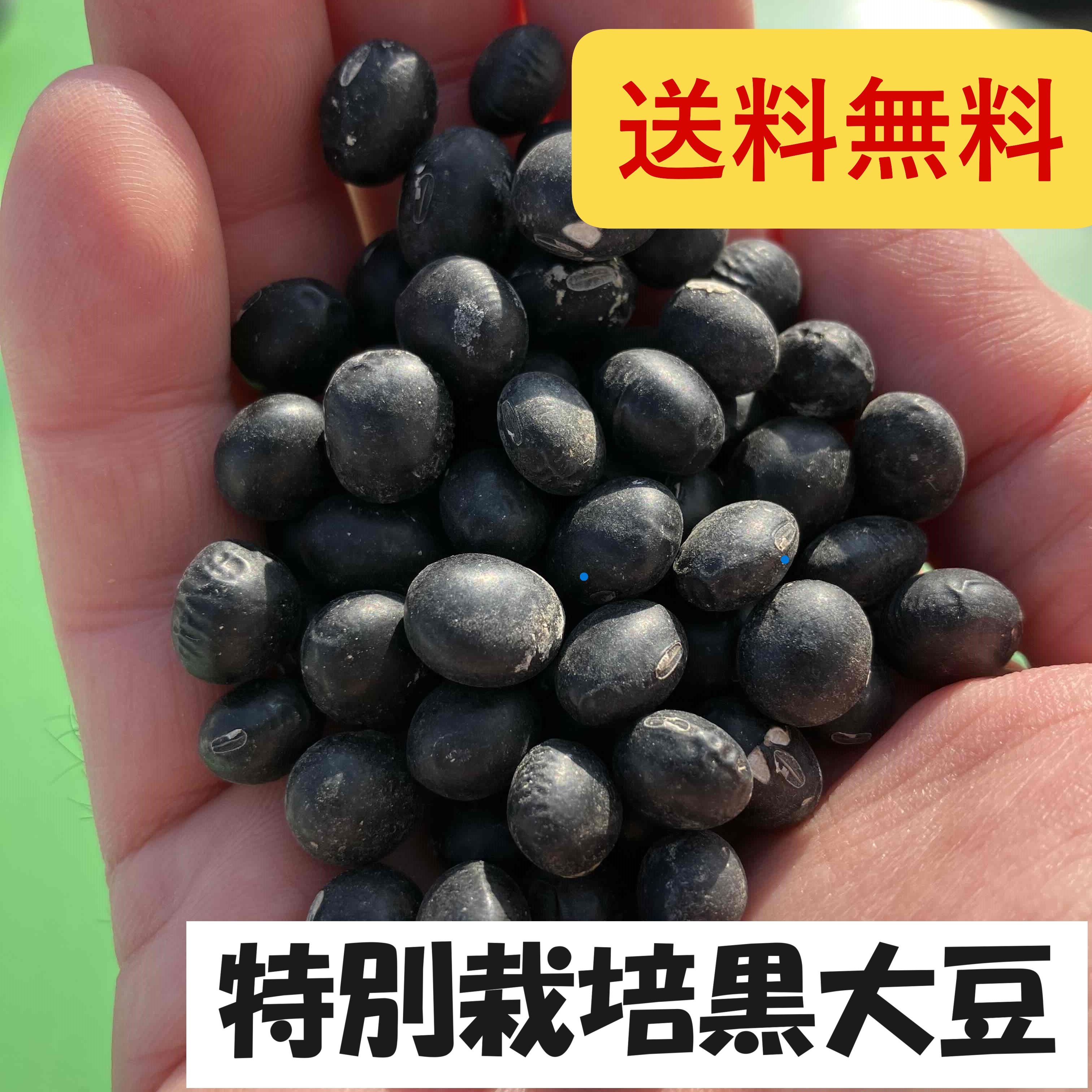 Kotazakuraさま専用令和6年産黒豆5kg　茨城県産 楽天市場】北海道産 黒豆（光黒）5kg ／ 令和6年産 2024年産