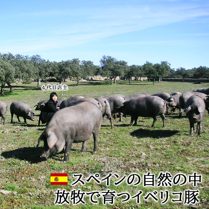 イベリコ豚霜降りセクレトステーキ肉3枚×150g最高級ベジョータ【肉ギフト父の日お肉お取り寄せグルメお中元食べ物お肉イベリコギフト食品高級肉豚肉黒豚スエヒロ家】