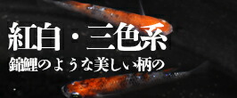 楽天市場】いぶきのオーバーフローパイプ＆キャップセット 単品 水槽