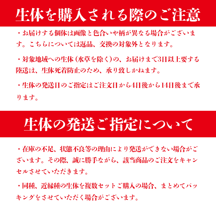 楽天市場 Psb培養セット Psb培養液とpsb倍基 光合成細菌 メダカ 水質 改善 指宿メダカとアクアリウム いぶき