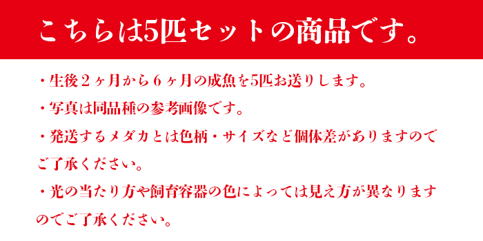 未使用 だるま系メダカミックス 半だるま ショートボディ だるまめだかみっくす 指宿 いぶすき メダカ 成魚5匹 生体 複数 種類 販売 セット  newschoolhistories.org