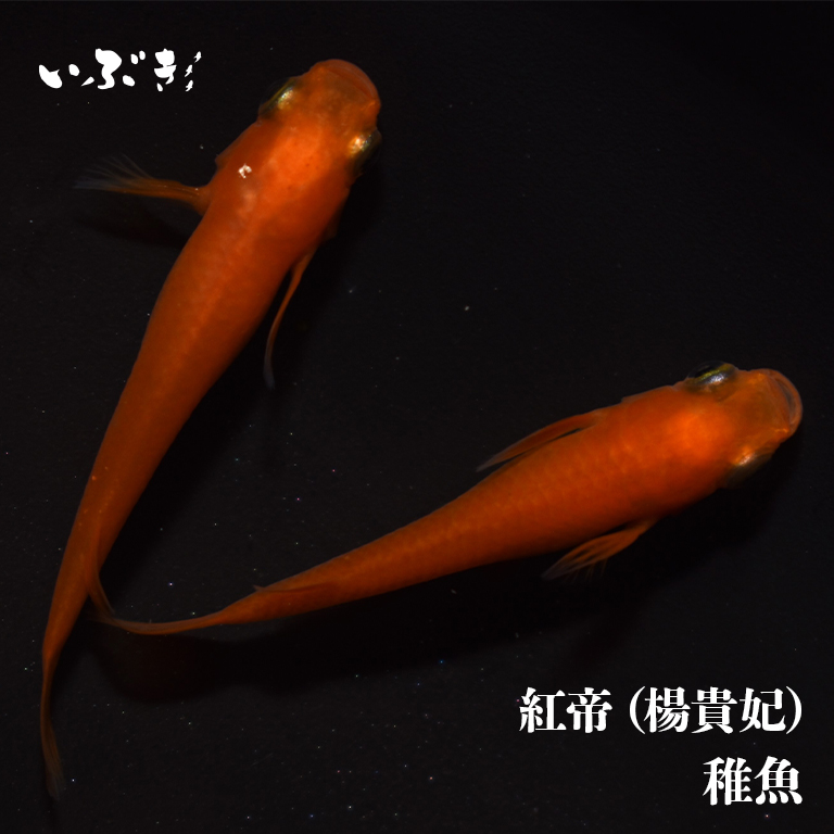 楽天市場】紅帝（楊貴妃）(ようきひ) 指宿(いぶすき)メダカ 成魚5匹 生体 販売 メダカ生体 : 指宿メダカとアクアリウム いぶき