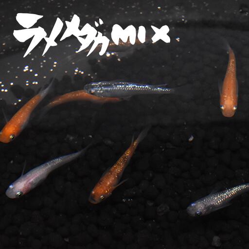 楽天市場 ラメメダカミックス らめめだかみっくす 指宿 いぶすき メダカ 成魚10匹 生体 複数 種類 販売 セット 指宿メダカとアクアリウム いぶき