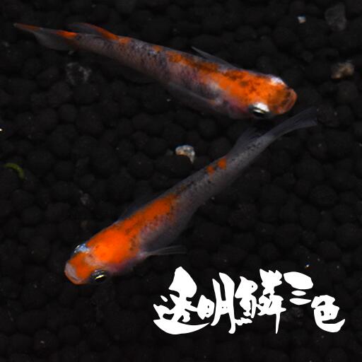 楽天市場 稚魚 透明鱗三色 とうめいりんさんしょく 指宿 いぶすき メダカ 稚魚10匹 生体 販売 指宿メダカとアクアリウム いぶき