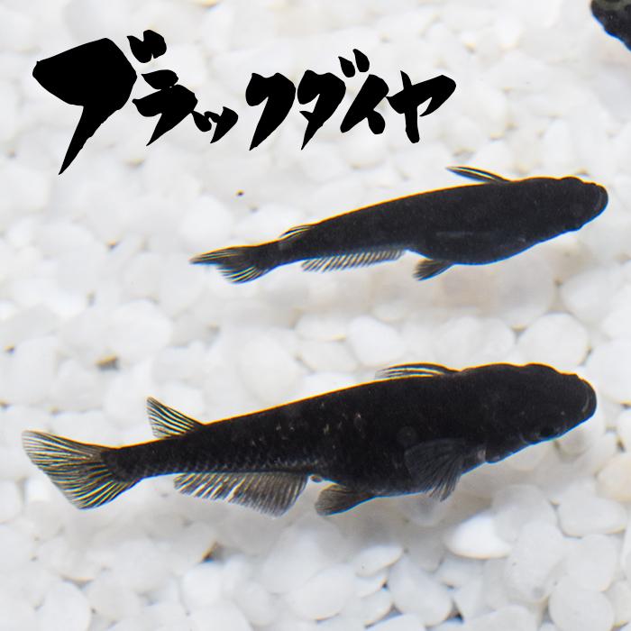 楽天市場 稚魚 ブラックダイヤ ぶらっくだいや 指宿 いぶすき メダカ 稚魚10匹 生体 販売 指宿メダカとアクアリウム いぶき