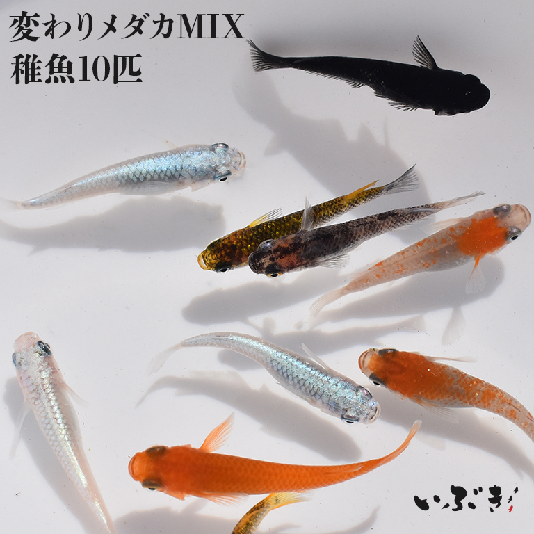 ☆　変わりメダカ鰭長MIX　10匹　　B10　☆　 ヒレ長MIX メダカ めだか （M～Lサイズ） 10匹 &frasl; メダカ販売 めだか