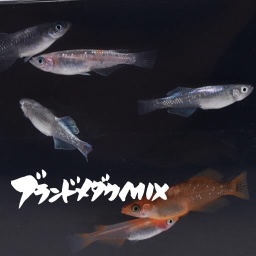 楽天市場 ブランドメダカミックス ぶらんどめだかみっくす 指宿 いぶすき メダカ 成魚10匹 生体 複数 種類 販売 セット 指宿メダカとアクアリウム いぶき