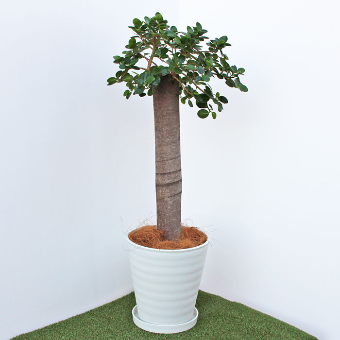 楽天市場 最大0円offクーポン 希少 レア パンダガジュマル8号鉢 110 1cm 多幸の樹 葉の大きさ2 5cm 3 5cm程 観葉植物 指宿産 鹿児島県産 指宿 グリーン 観葉 植物 指宿特産品ショップ